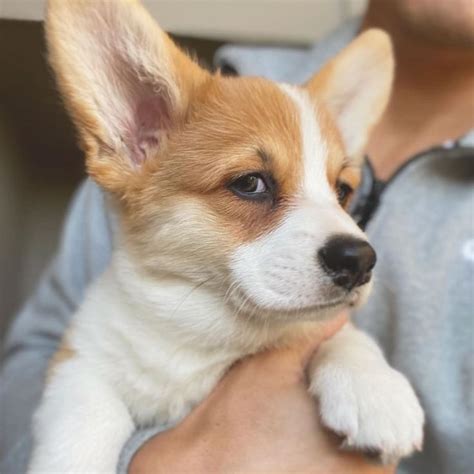 Corgi Lovers 🐾 On Instagram “are You Keeping Treats From Me ️⁠ ⁠ ⠀﻿⁠ 👫 Tag A Friend⠀﻿⁠ 👉