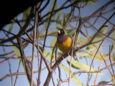 Ml317007151 Gouldian Finch Macaulay Library