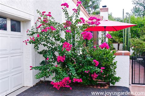 Bougainvillea Care And Growing Tips 2024 Guide