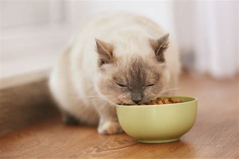 How To Make Cat Eat Cat Food Cat Meme Stock Pictures And Photos