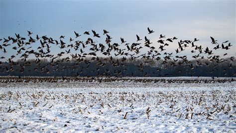 Flock Of Birds On A Snowy Land Free Image Peakpx