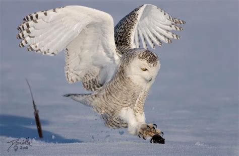 Z Snowy Owl Hunting Lemming Snowy Owl Owl Snow Owl