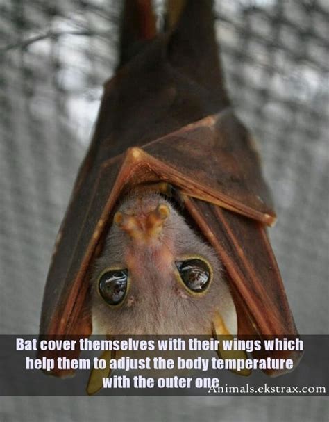 15 Interesting Facts About Bats