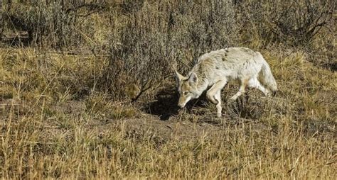 Bigstock Coyote Stalking 51279664 Dsc Northeast