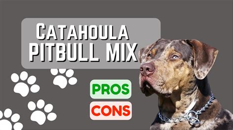 Catahoula Leopard Dog Pitbull Mix What Is It Pros And Cons Youtube