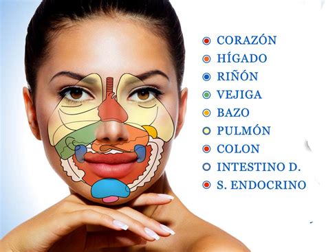 Legado O Despu S Operaci N Posible Mapa De Reflexologia Facial Evitar