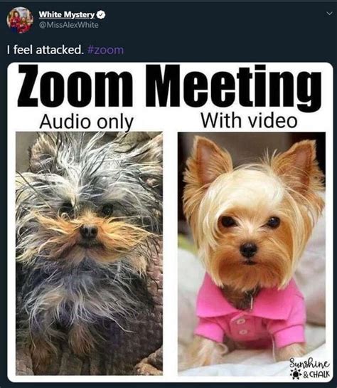 Zoom Memes Twitter