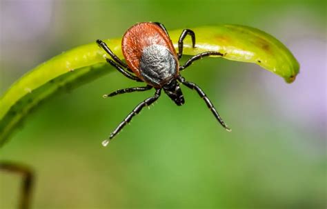 Tick Season One In Seven People Had Lyme Disease And Didnt Know It