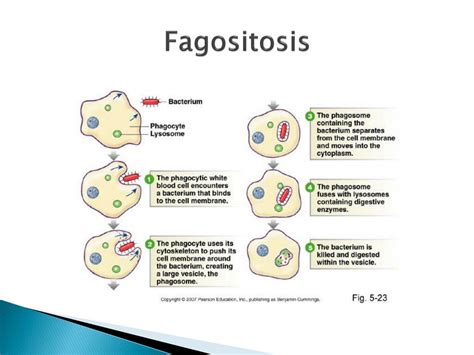 Sebagai salah satu ilmu, biologi memiliki ciri, sifat, atau hakikat seperti ilmu lainnya. PPT - RESPON TUBUH TERHADAP CEDERA PowerPoint Presentation - ID:5971002
