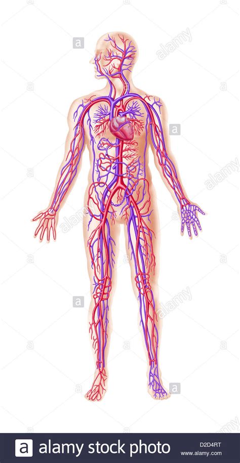 Sistema Cardiovascular Humano Fotografías E Imágenes De Alta Resolución