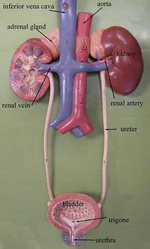 Anatomy Of Excretory System