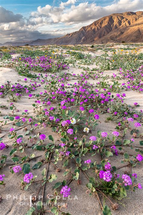 Sand Verbena Wildflowers On Sand Dunes Anza Borrego Abronia Villosa