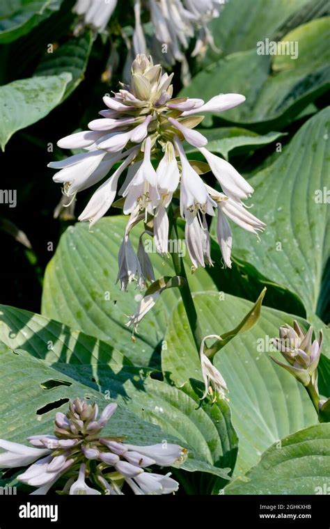 Hosta Frances Williams High Resolution Stock Photography And Images Alamy