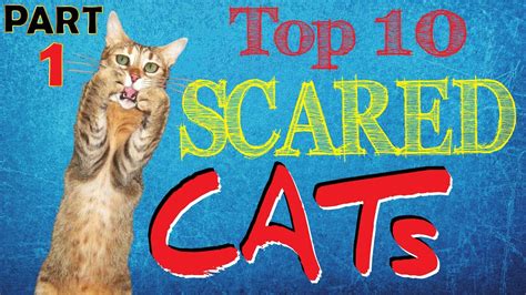 Best Scared Cats Compilation Part 1 ⚠ Top 10 Funniest Scared Jumping Cats ⚠ Funny Cats Youtube