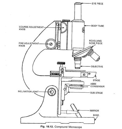 Parts Of A Compound Microscope Drawing