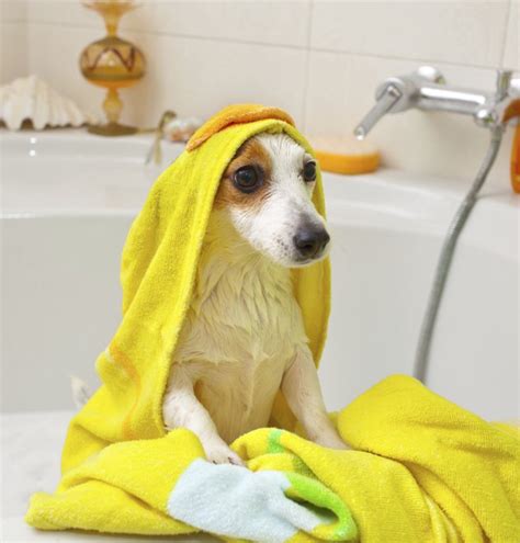 How Often Should You Give A Dog A Bath Cuteness