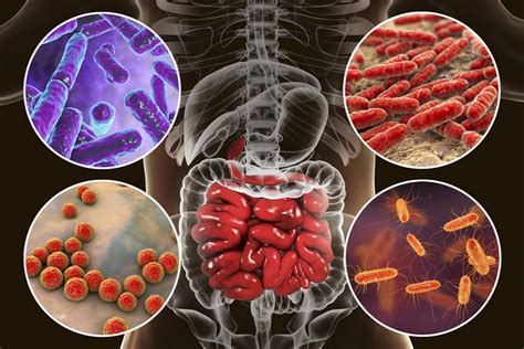 Le Microbiote Intestinal Un Allié Santé Avenir SantÉ Mutuelle