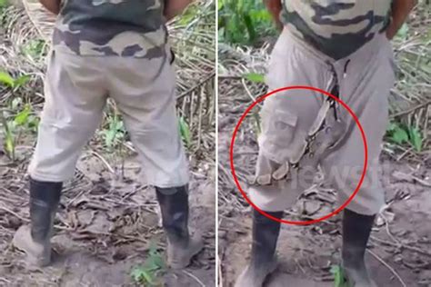 Too Close For Comfort Boa Constrictor Slithers Out Of Mans Trousers