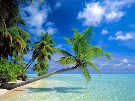 28 Tropical Beach Backgrounds Wallpapers Images