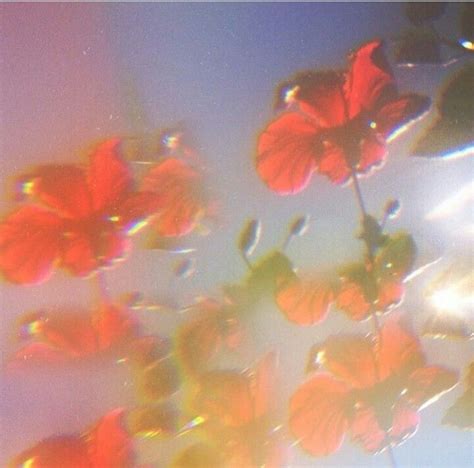 A Foggy Gritty Image Of Red Flowers Aes Retro