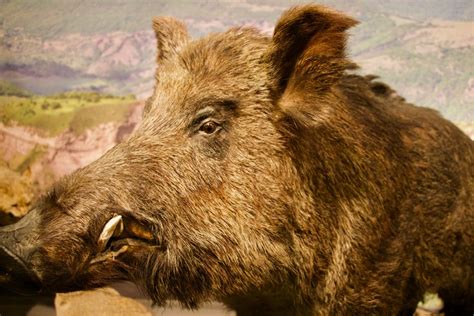 Central European Wild Boar Similar But Different In The