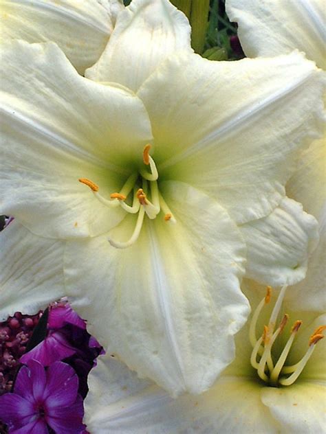 Hemerocallis Joan Senior Bluestone Perennials Day Lilies Flowers