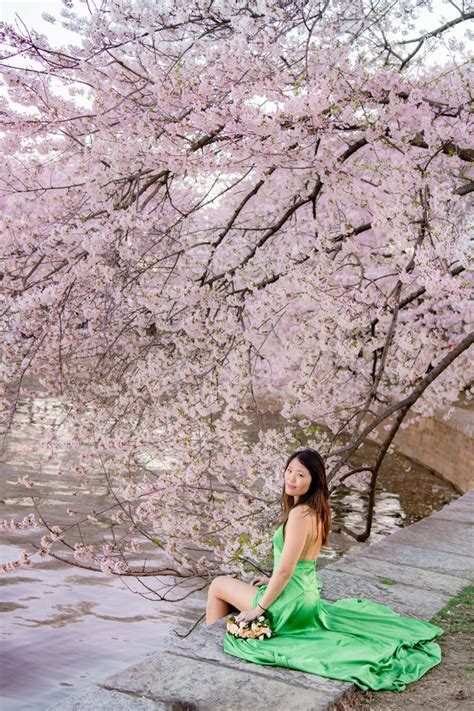 2024 Cherry Blossoms Dc Peak Bloom Guide And Travel Tips