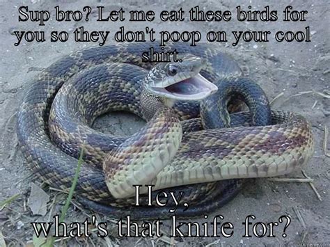 31 Most Funny Snake Meme Pictures And Images