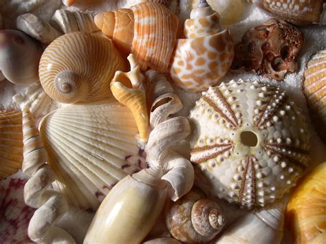 Seashell Names Two Little Shells Seashells By Millhill