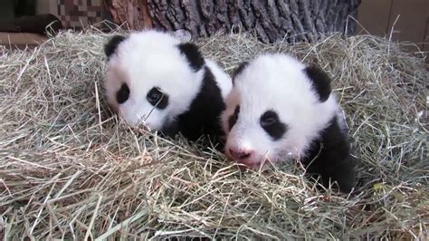 Das Erste Lebensjahr Der Panda Zwillinge Tiergarten Schönbrunn Youtube