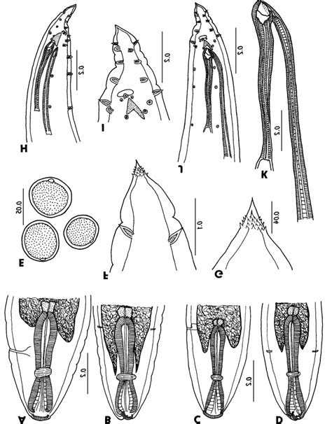 Dichelyne Mexicanus Sp N A B Anterior End Of Female And Male From Download Scientific