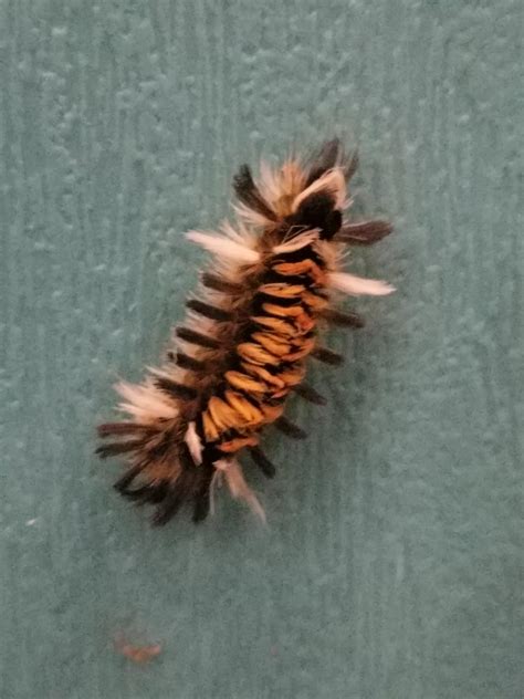 Fluffy Caterpillar Whatsthisbug