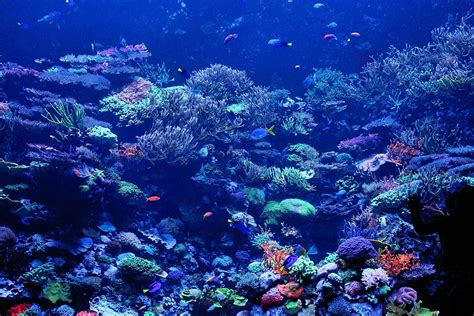 Coral Reef Wallpapers Top Free Coral Reef Backgrounds Wallpaperaccess