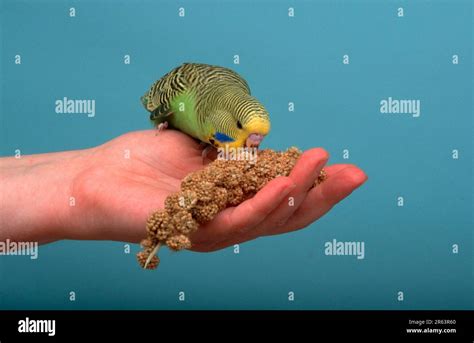 Budgie Melopsittacus Undulatus Young Male On Hand Eating Millet