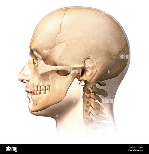 Human Anatomy Side View