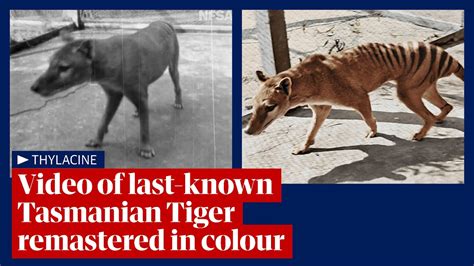Tasmanian Tiger Video Footage Of Last Known Thylacine Remastered And