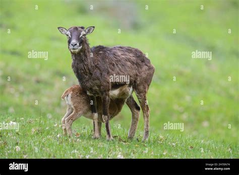 Mouflon Ovis Ammon Musimon Ewe Nursing Lamb On A Meadow Germany