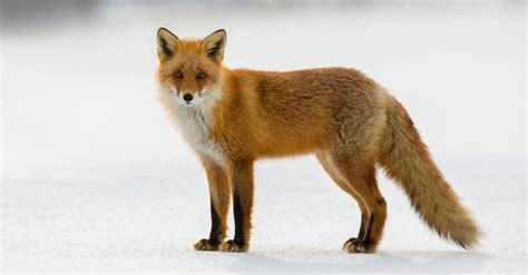 What Do Red Foxes Eat 7 Foods They Love