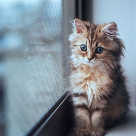 19 Amazing Cat Pictures This Cat Is Mesmerizing