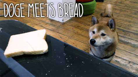 I Am Bread Live Action Doge Trailer Youtube