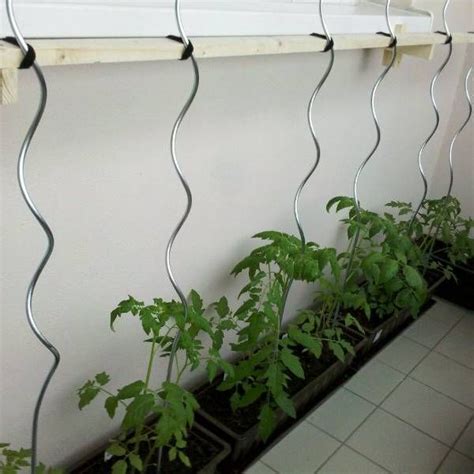 Tomato Spiral Wire For Potted Tomato Plants Support In Room Potted