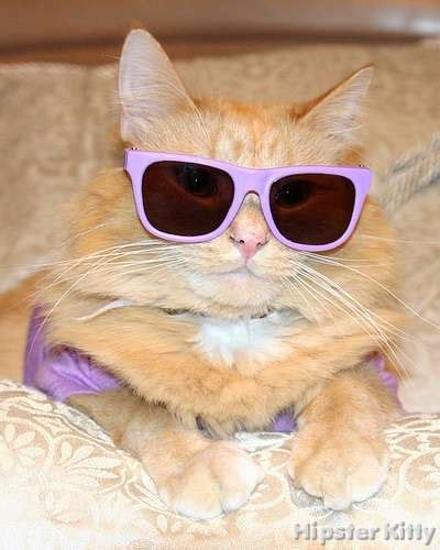 Omg This Cat Is My Homeboy Hipster Kitty