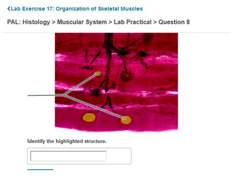 Solved Muscular System Lab Practical Question Chegg Com