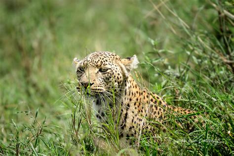 Leopardserengeti National Park Foto And Bild Africa Eastern Africa