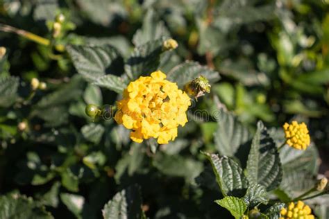 Lantana Camara Is A Species Of Flowering Plant Within The Verbena
