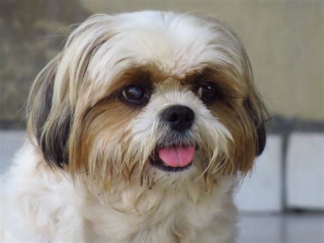 Shih Tzu Bath Everything You Need To Know Petsmont
