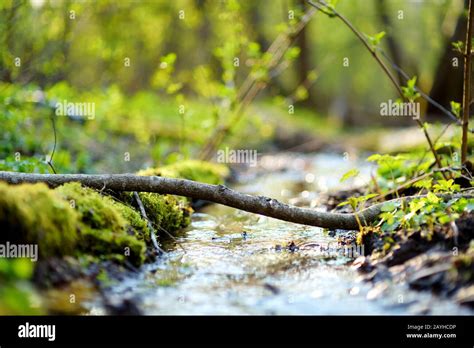Small And Narrow Stream Winding Throught The Dense Green Forest On