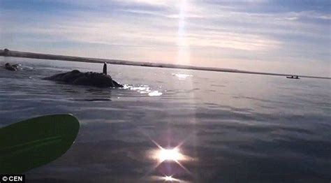 Kayakers Capture Footage Of A Lifetime After Whales Lift Them Up