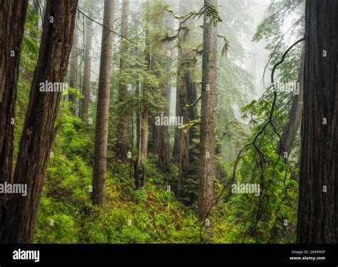 Forests And Trees Of The Redwood Forest In Northern California The