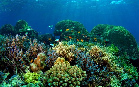 Fishes Sea Nature Sealife Fish Underwater Ocean Koi Coral Reef 416556 Hd Wallpaper
